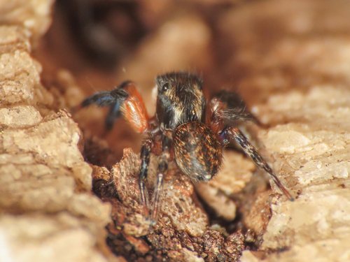 Euophrys innotata