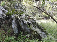 Alpinia hainanensis