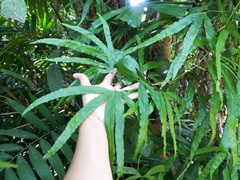 Lygodium circinnatum