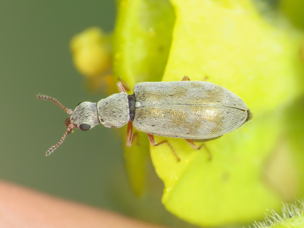 Danacea imperialis