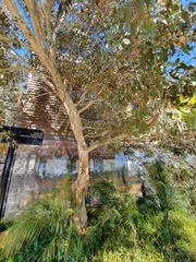 Eucalyptus leucoxylon megalocarpa