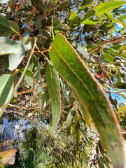 Eucalyptus leucoxylon megalocarpa