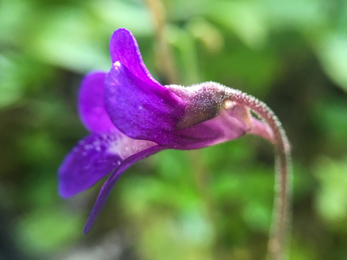Common Butterwort