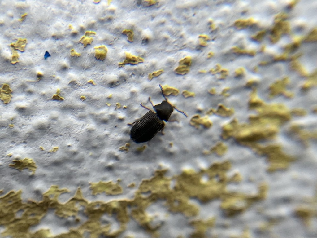 Xyletinus ater