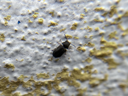 Xyletinus ater
