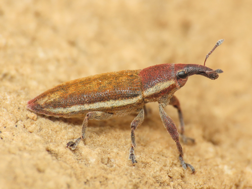 Lixus curvirostris