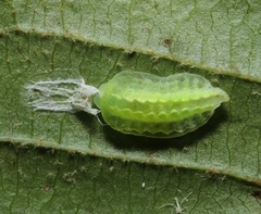Packardia elegans