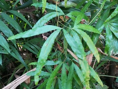 Lygodium circinnatum