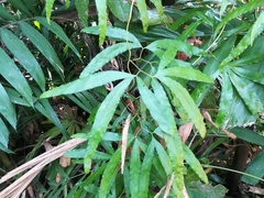 Lygodium circinnatum