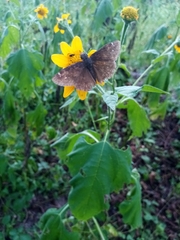 Erynnis afranius