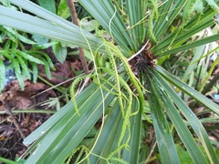 Lygodium longifolium