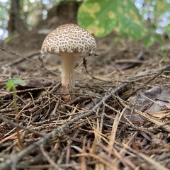 Verrucosporaceae