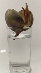 Pelliciera rhizophorae