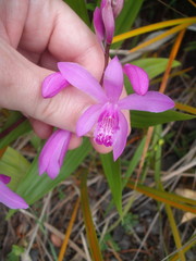 Bletilla striata