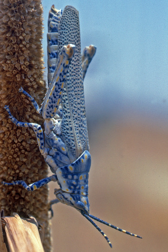 Poekilocerus bufonius hieroglyphicus