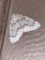 Nepytia pellucidaria