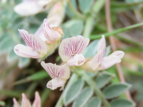 bright vetch (Vicia glauca)