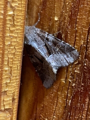 Oligia minuscula