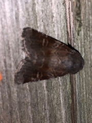Oligia minuscula