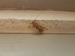 Eburia quadrigeminata