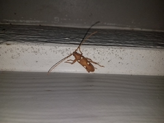 Eburia quadrigeminata