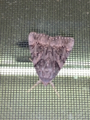 Catocala antinympha
