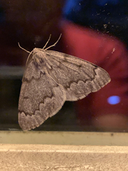 Nepytia pellucidaria