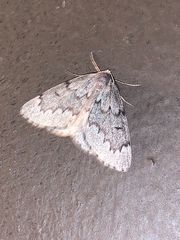 Nepytia pellucidaria