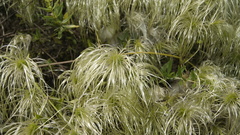 Clematis drummondii
