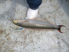 Malacanthus plumieri