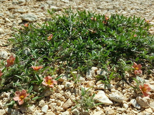 Sida ciliaris