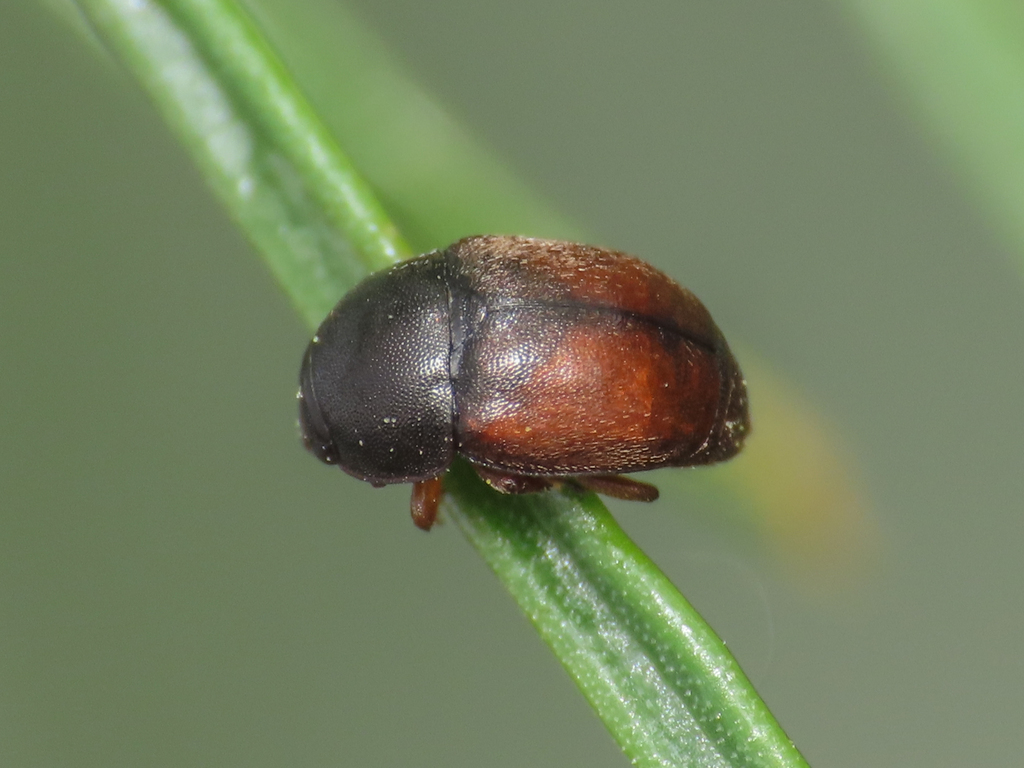 Acanthogethes