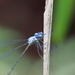 Scalloped Spreadwing - Photo (c) purperlibel, some rights reserved (CC BY-SA)