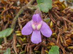 Cymbalaria aequitriloba, photograph (c) Emanuele Santarelli, some rights reserved (CC BY-SA)