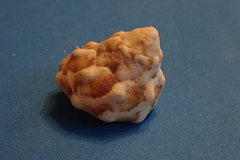 Lithopoma tuber