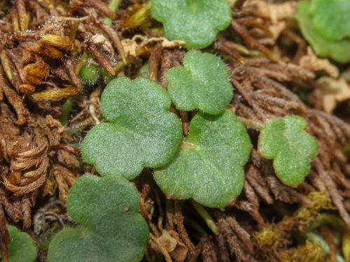 Cymbalaria aequitriloba, photograph 4