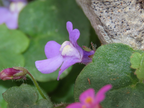 Cymbalaria aequitriloba, photograph 3