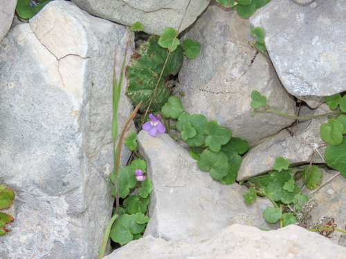 Cymbalaria aequitriloba, photograph 5