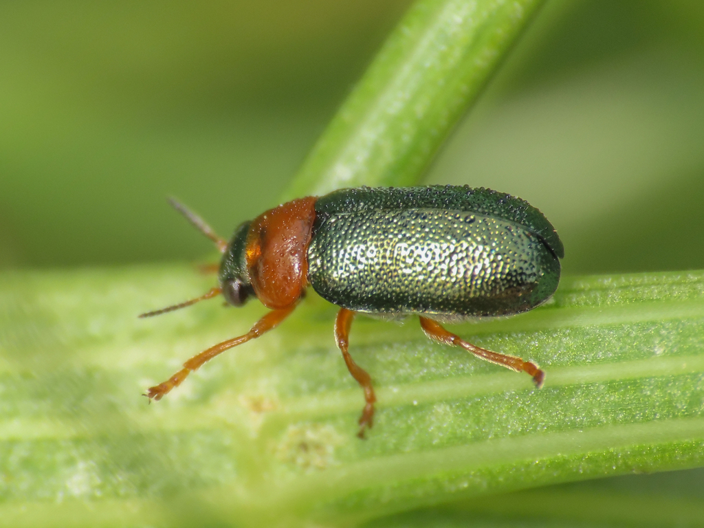 Smaragdina ferulae