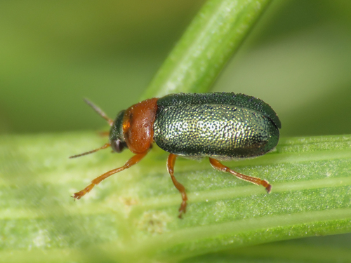 Smaragdina ferulae