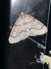 Nepytia pellucidaria