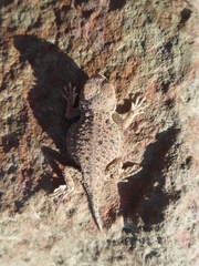 Phrynosoma douglasii