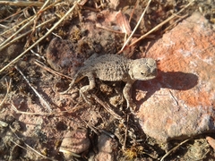 Phrynosoma douglasii