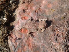 Phrynosoma douglasii