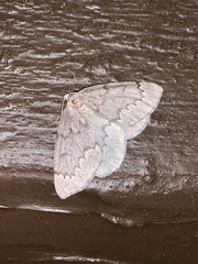 Nepytia pellucidaria