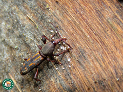 Estenorhinus dispar