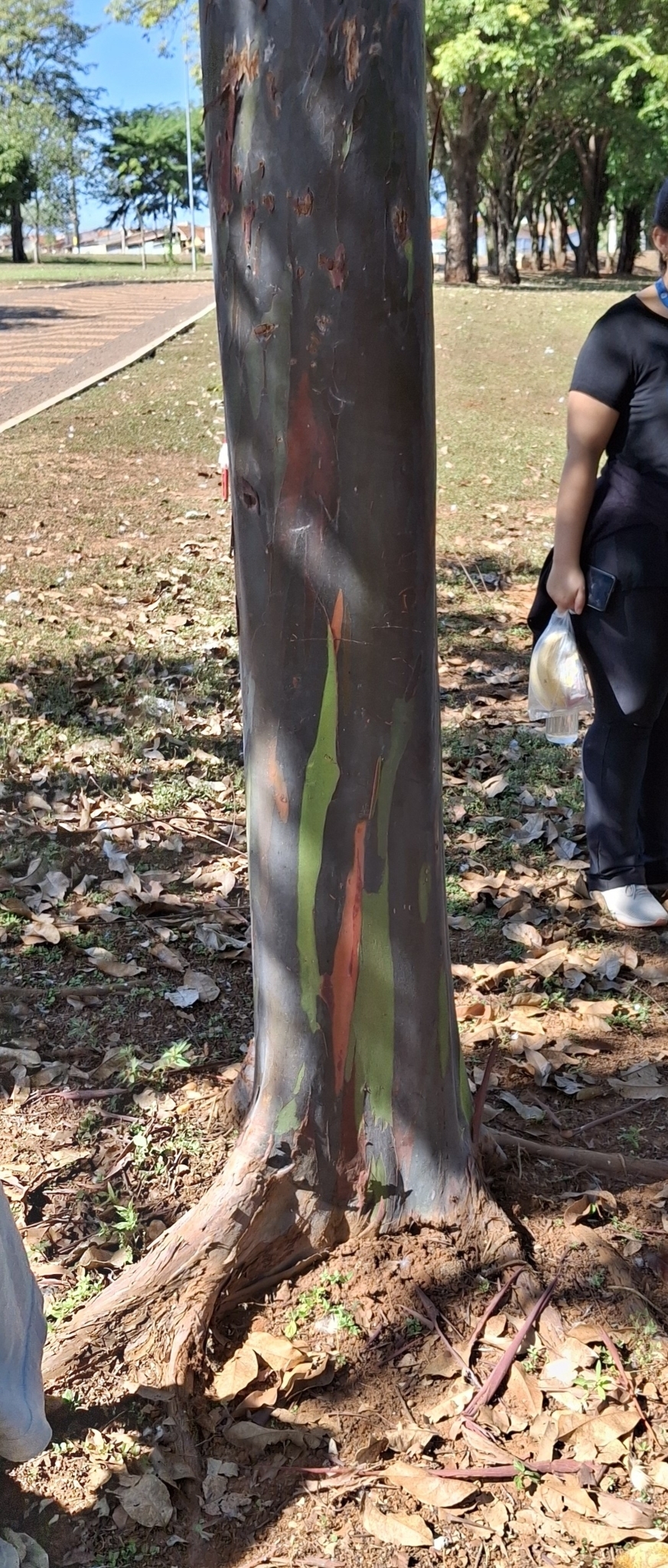 Eucalyptus deglupta