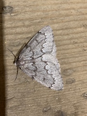 Nepytia pellucidaria