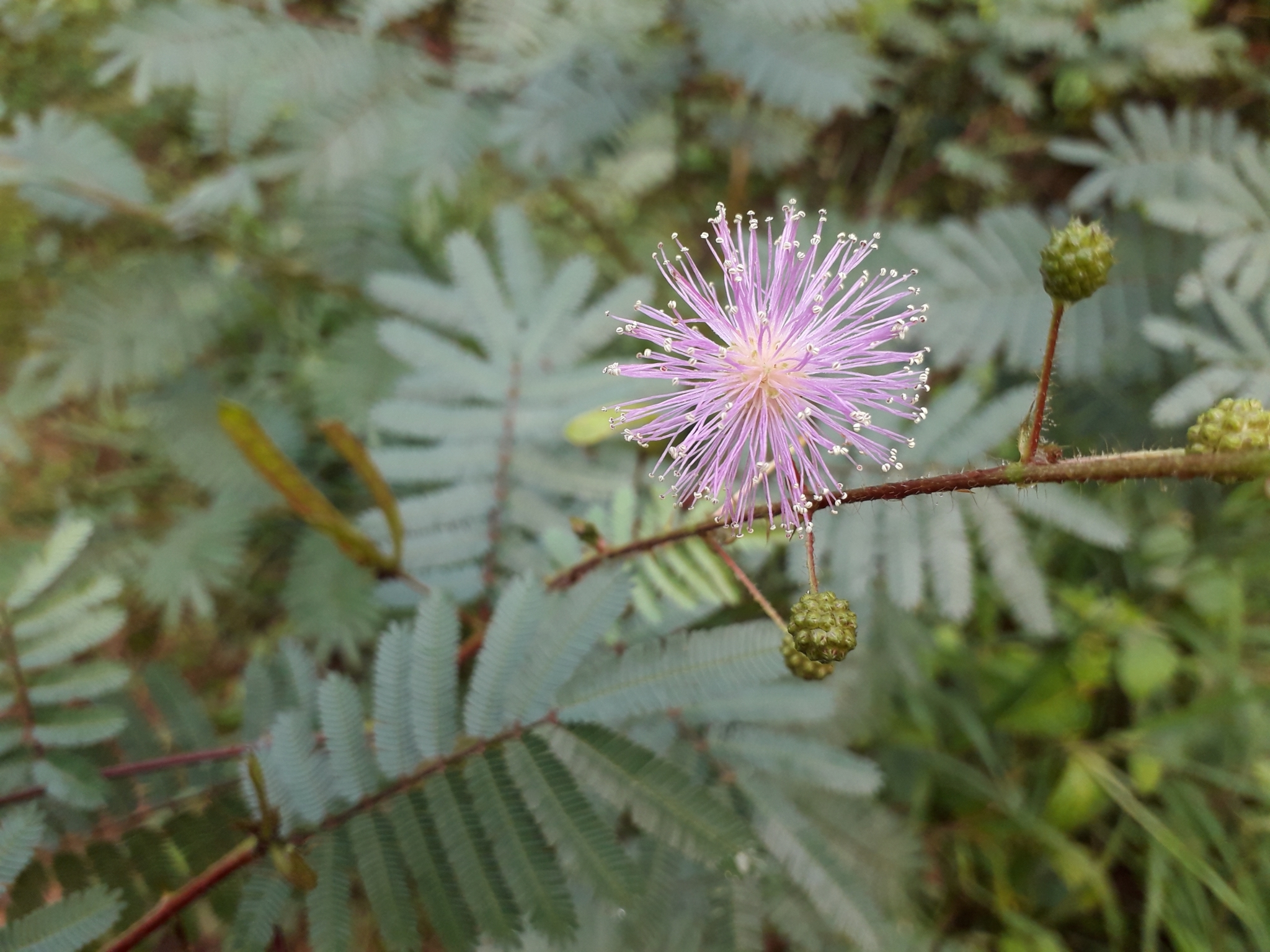 Mimosa pudica