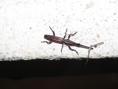 Teramocerus laevigatus